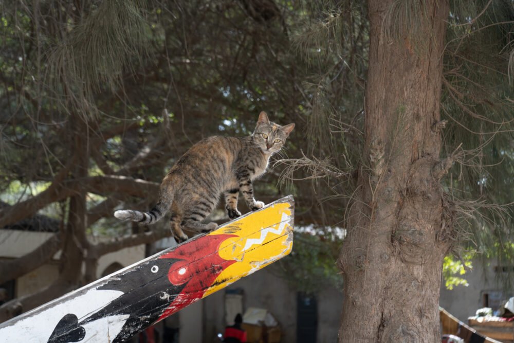Cat on a hot-painted pirogue