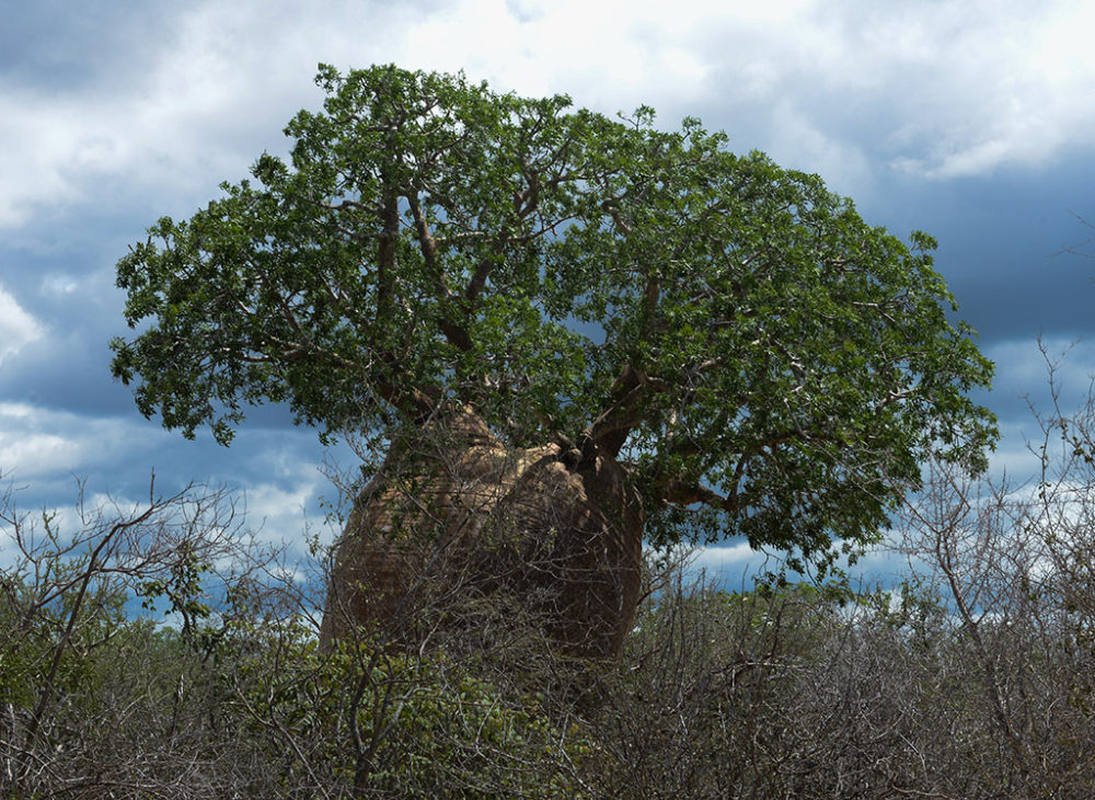Baobab tree near Tulear