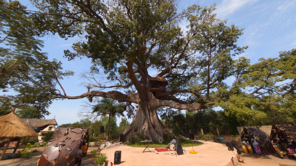 Music under the giant kapok tree at Wassado.